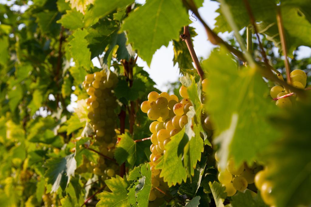 Weingut Schwarzl Ratsch an der Weinstrasse Exterior foto