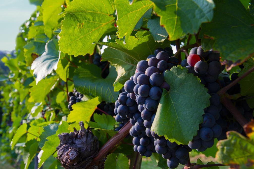 Weingut Schwarzl Ratsch an der Weinstrasse Exterior foto