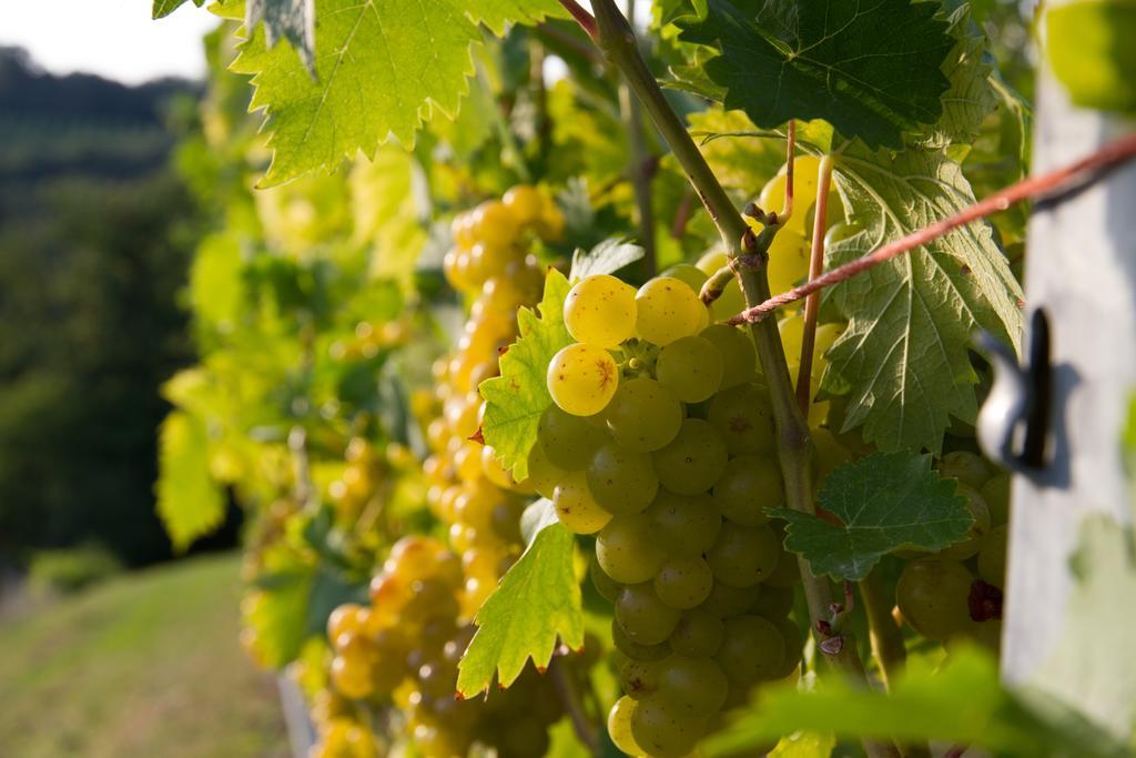 Weingut Schwarzl Ratsch an der Weinstrasse Exterior foto